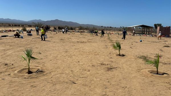 Plantan más de 130 árboles en la subdelegación de Elías Calles