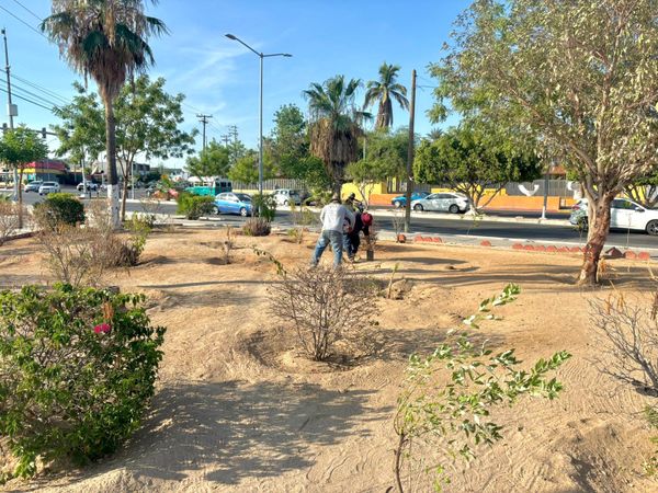 Reforesta Servicios Públicos Municipales el Parque Morelos