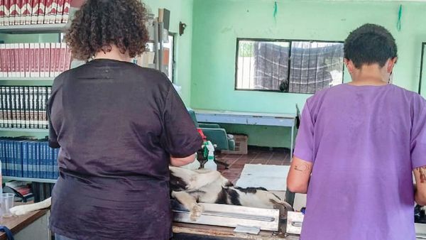 Realiza CEMAC 31 esterilizaciones en jornada en comunidad de Los Planes