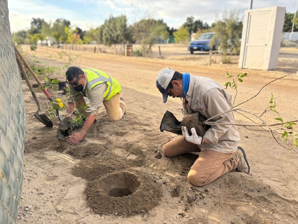 Más de 300 árboles reforestados en enero con el programa Pulmones Urbanos