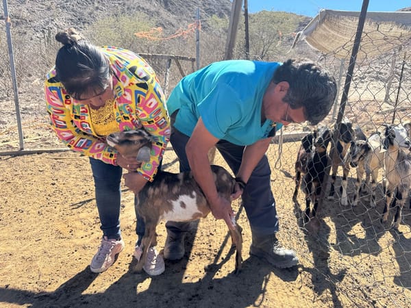 Ayuntamiento de La Paz impulsa jornadas de atención veterinaria en Los Dolores