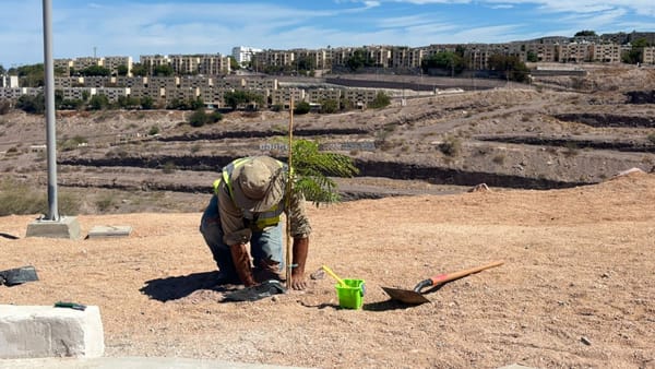 Servicios Públicos realiza jornada de reforestación en parque de la colonia Monte Sinaí