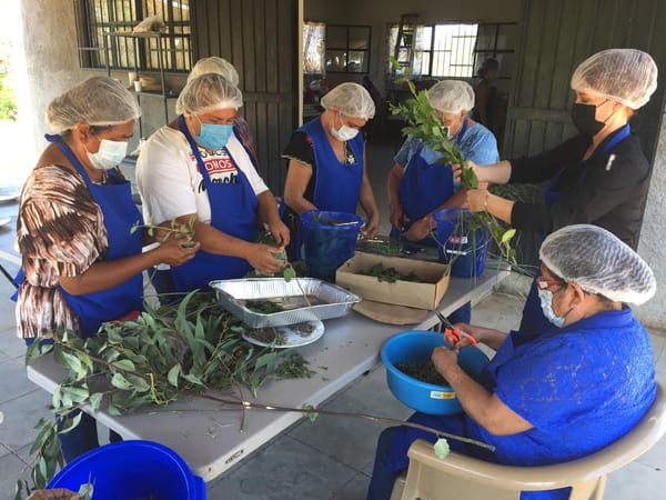 El Rosario impulsa el turismo sustentable con “Farmacia Viviente”