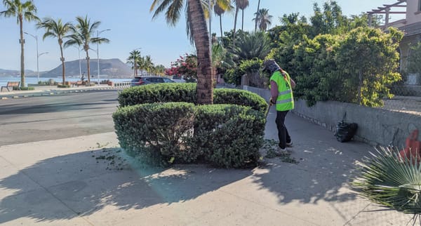 Servicios Públicos Municipales realiza poda de arbustos y palmeras en el malecón