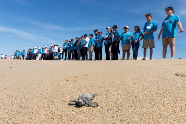 Promueve Ayuntamiento de La Paz inclusión con alumnos del CAM en liberación de tortugas