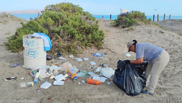 Recolecta Zofemat La Paz más de 5 toneladas de residuos en playas y zona de manglares