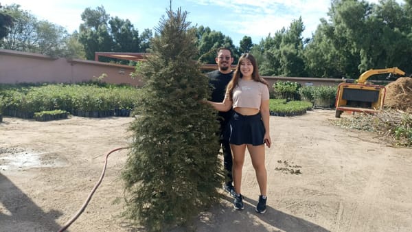 Inicia recepción de árboles de navidad naturales en el Eco Parque