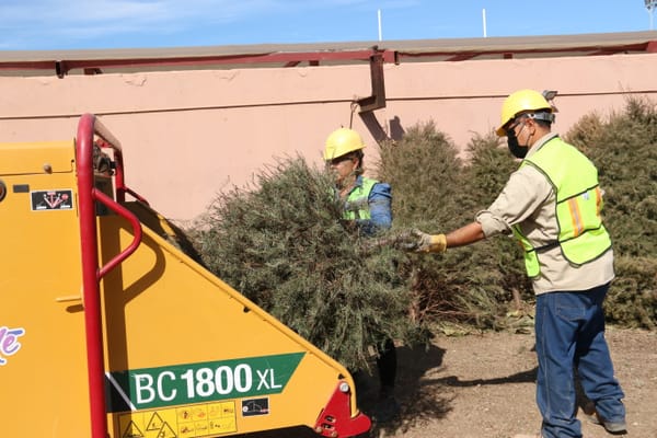 Extienden periodo de recepción de árboles de navidad durante febrero