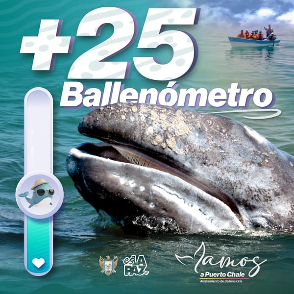 Puerto Chale registra más de 25 avistamientos de ballena gris