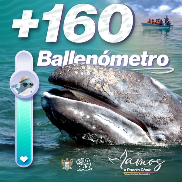 Contabilizan más de 160 ballenas en Puerto Chale