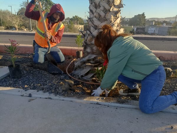 Plantan 300 árboles y fortalecen el riego con agua tratada en parques de La Paz