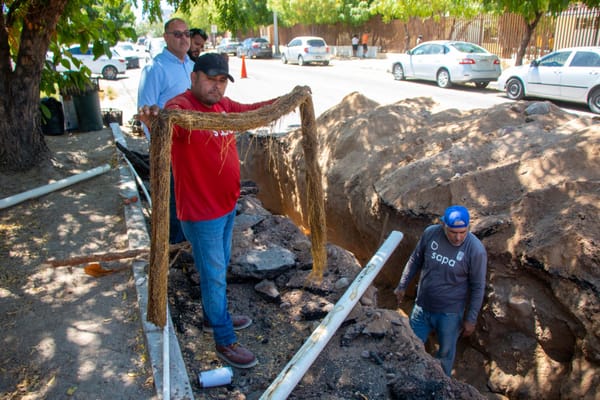 OOMSAPAS La Paz atiende obstrucción por raíces en tubería de la colonia Guerrero