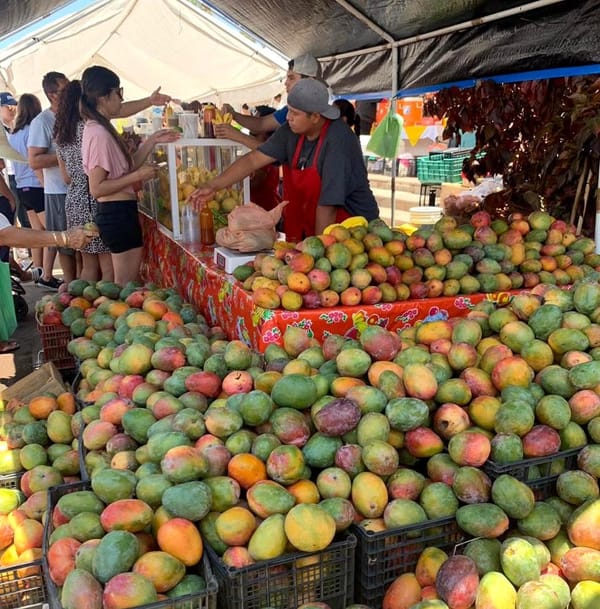 Gobierno Municipal de La Paz invita a celebrar el XVII Festival del Mango en Todos Santos